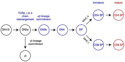 Control of Intra-Thymic αβ T Cell Selection and Maturation by H3K27 Methylation and Demethylation